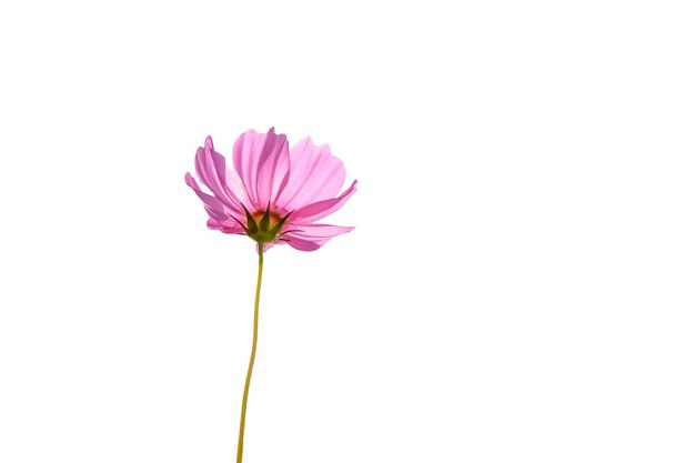 Photo pink cosmos