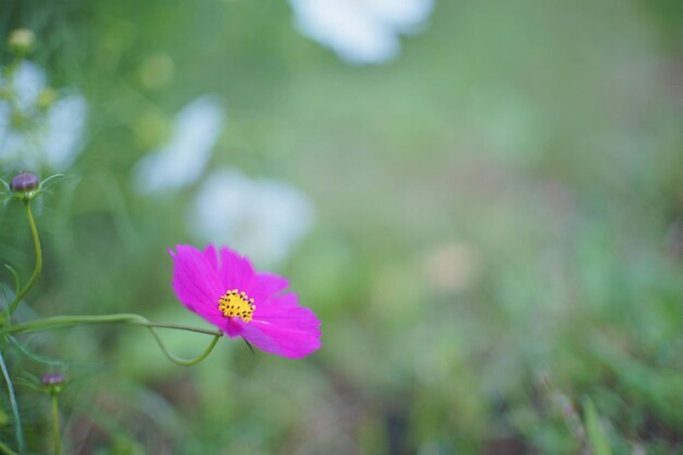 Pink cosmos