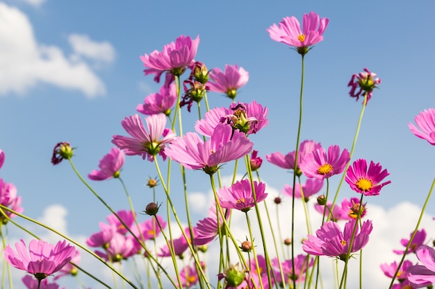 pink cosmos