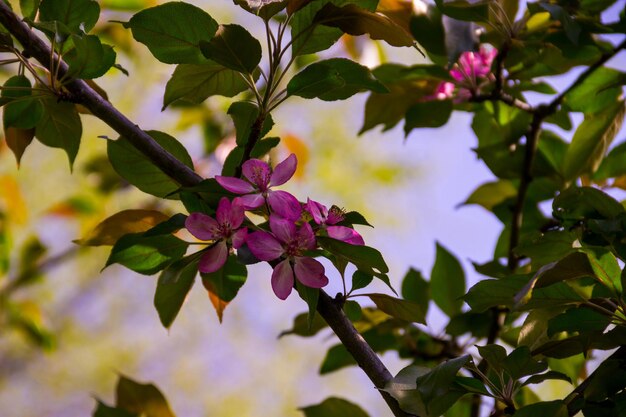 Pink crab-apple blossoms on tree branch on spring