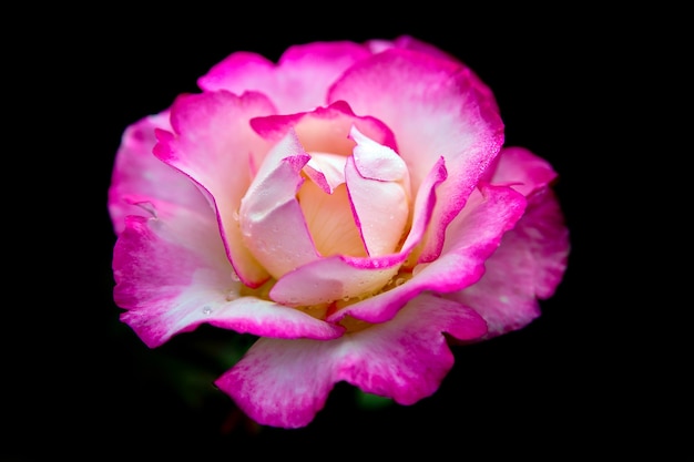 Pink and Cream Rose