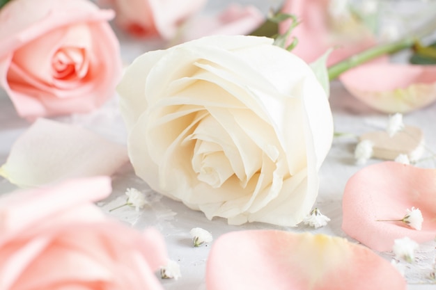 Pink and cream roses with petals on a grey background