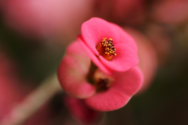 いばらの冠がきめ細かく花を咲かせるピンク色の冠