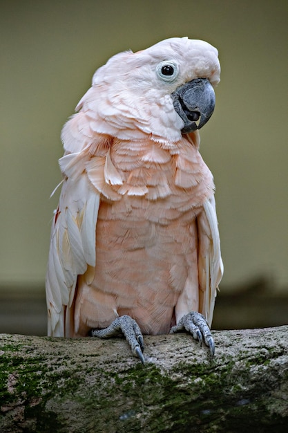 Pink cutCute Indonesian Muslim girl wearing hijab smiling for camera on the children cockatoo parrot