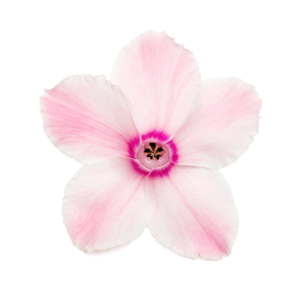 Pink cyclamen flower isolated on white background. Shape of starfish and eyes. Summer. Spring. Flat lay, top view. Love. Valentine's Day.