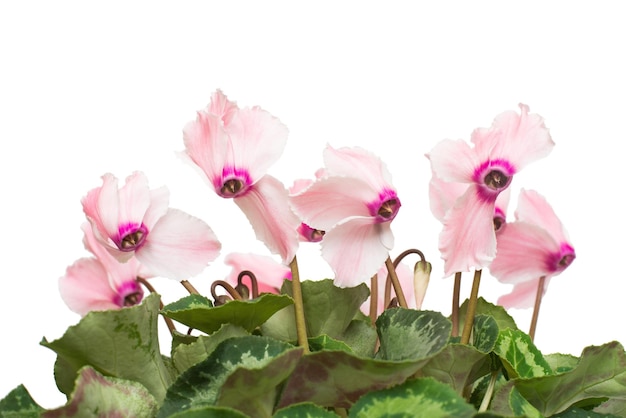 Pink cyclamen flower isolated on white background. Summer. Spring. Flat lay, top view. Love. Valentine's Day