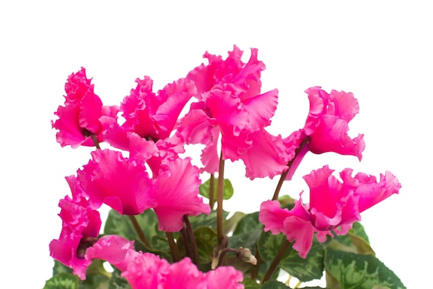 Pink cyclamen flower isolated on white background. Summer. Spring. Flat lay, top view. Love. Valentine's Day