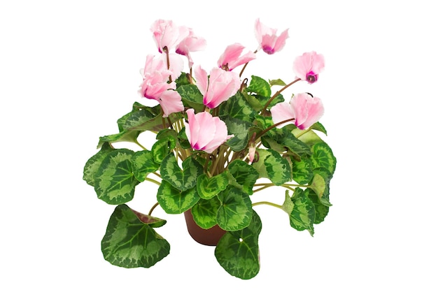 Pink cyclamen flower in a pot isolated on white background. Summer. Spring. Flat lay, top view. Love. Valentine's Day