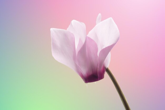 Pink Cyclamen