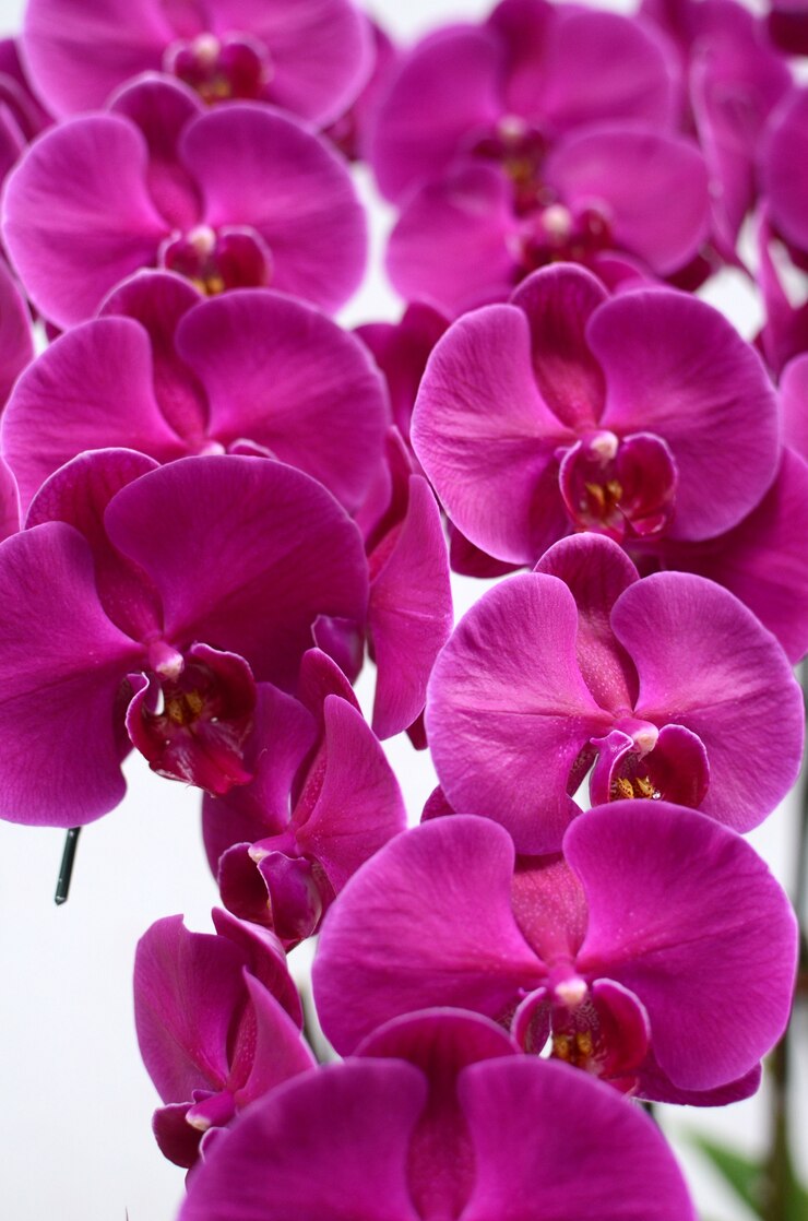 Photo pink cymbidium flower for background