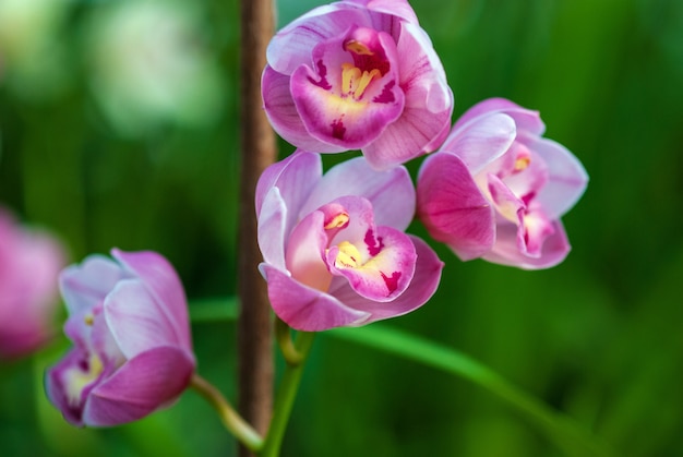 Pink Cymbidium orchid flowering, closeup