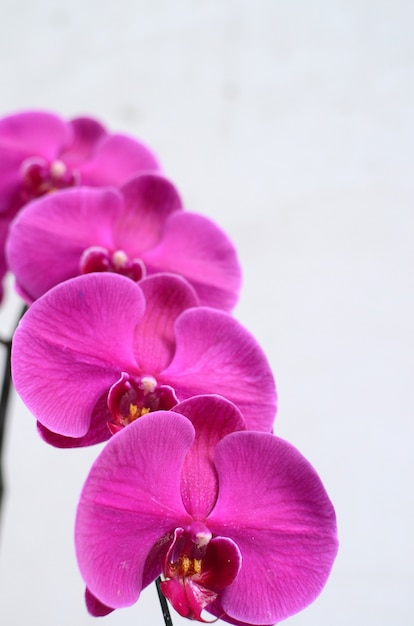 Pink Cymbidium on white background