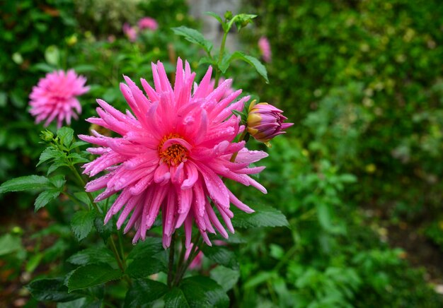 Pink dahlia Dahlia