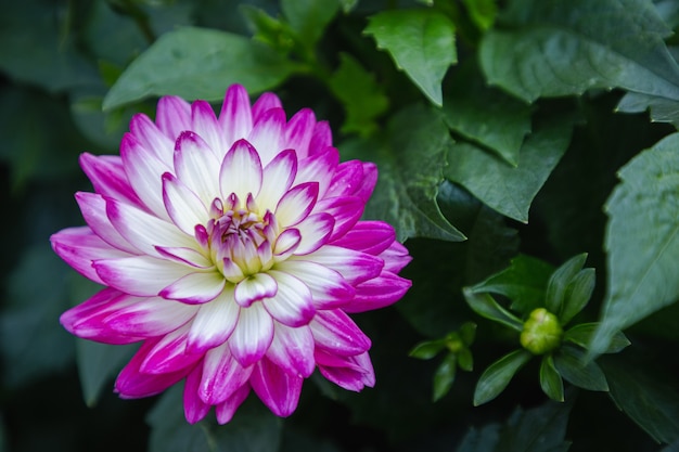 Pink dahlia flower in the garden