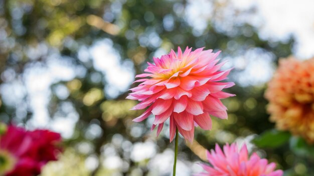 庭のピンクダリアの花。