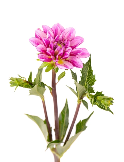 Pink Dahlia flower isolated