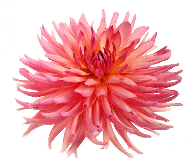 Pink Dahlia flower isolated.