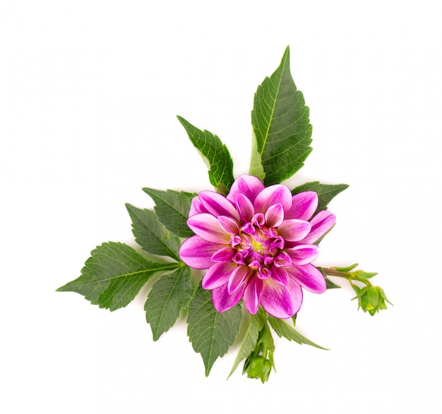 Pink dahlia flower top view