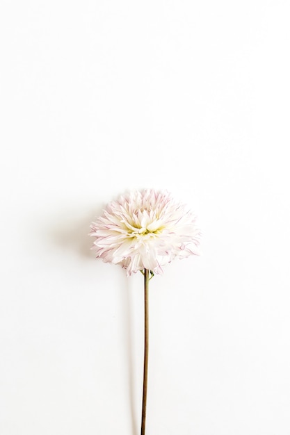 Pink dahlia flower on white surface