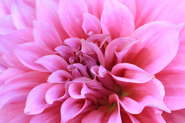 Pink dahlia flower 