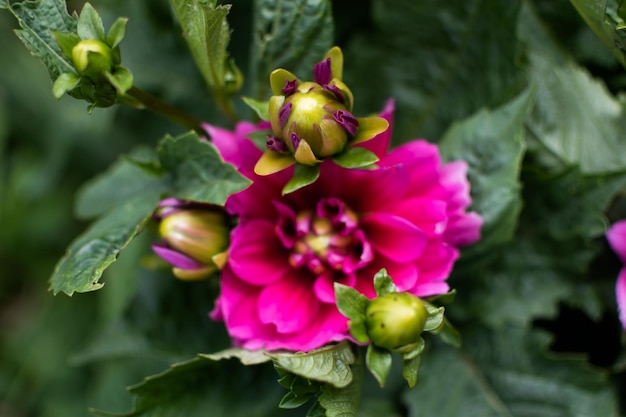 庭のピンクのダリアの花 キク科の芽を持つ美しい夏の花