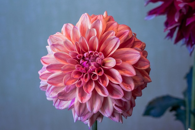 Foto dahlia rosa in piena fioritura