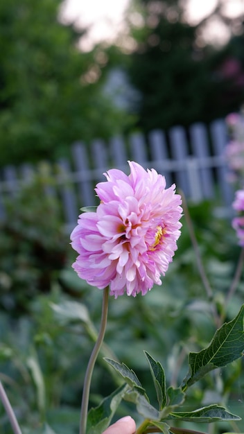 庭のピンクのダリア花の頭は夏の終わりと秋に咲くとがった花びら