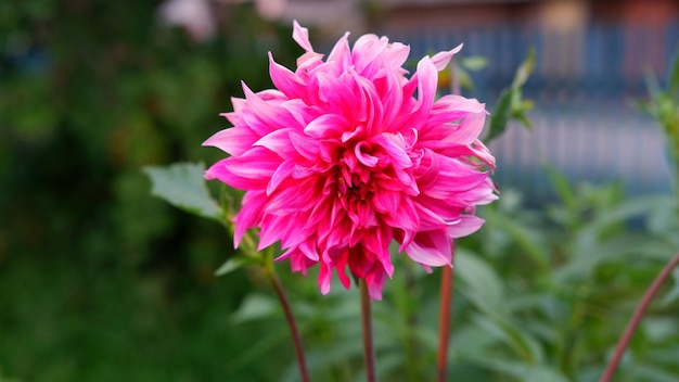 庭のピンクのダリア花の頭は夏の終わりと秋に咲くとがった花びら