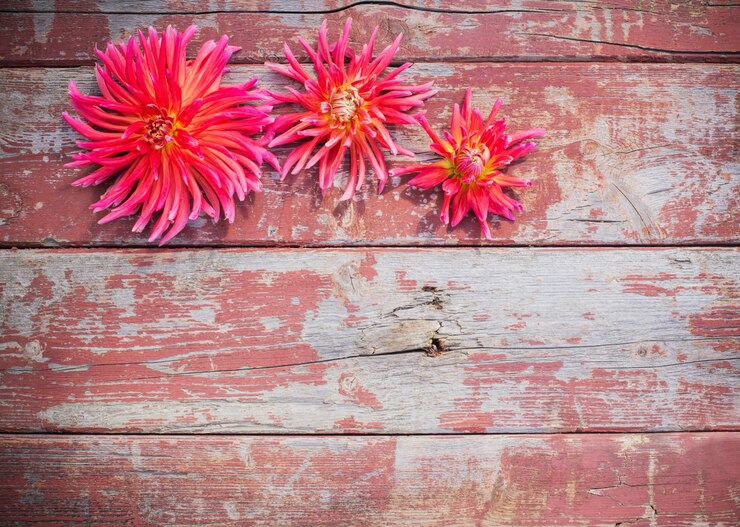 Pink dahlia on wooden wall