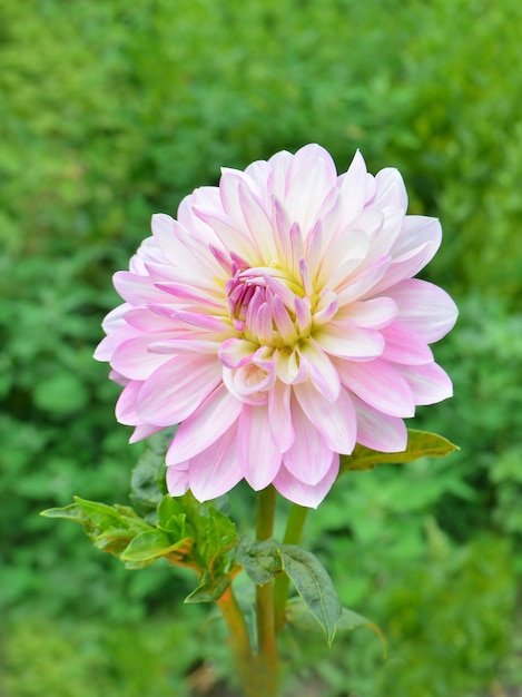 Pink dahlia