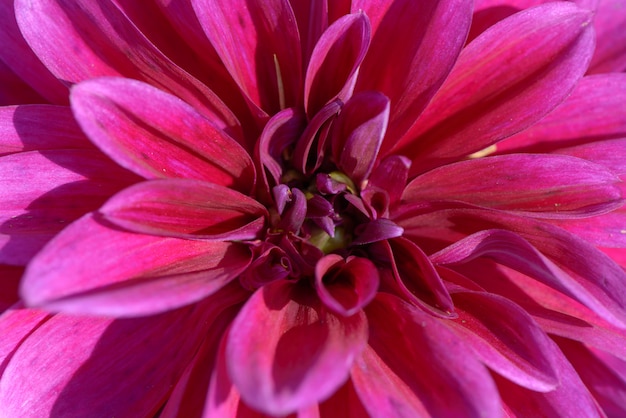 Photo pink dahlia
