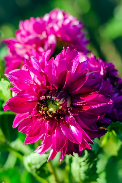 Pink dahlias in the garden