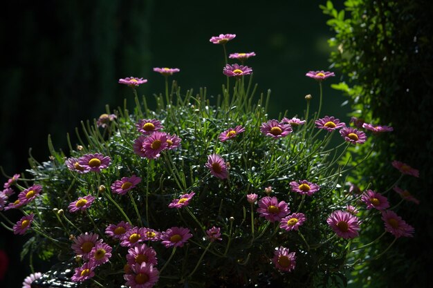 写真 公園でいているピンクの<unk>花