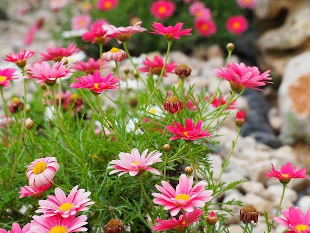 Pink daisies Closeup