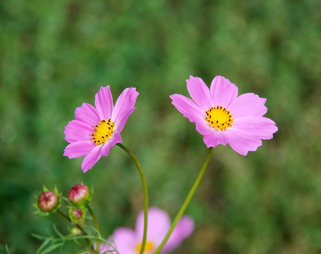 Pink daisies in the grass