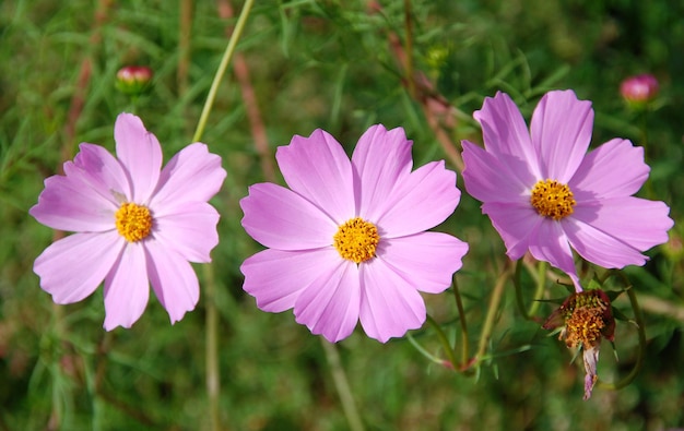 Pink daisies in the grass