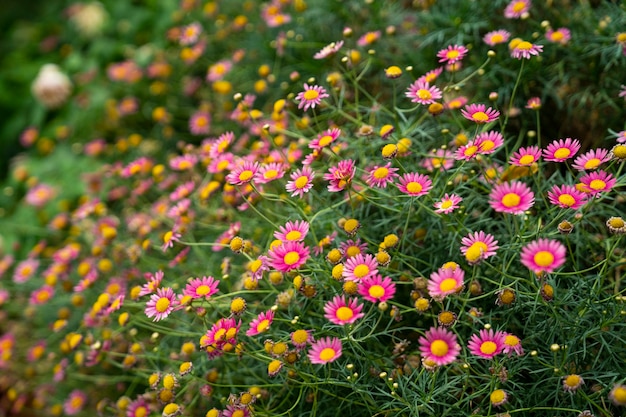 ピンクのデイジーの花の背景