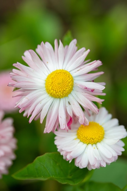 選択的な焦点とぼやけた背景と緑の草に対するピンクのデイジーの花のクローズアップビュー