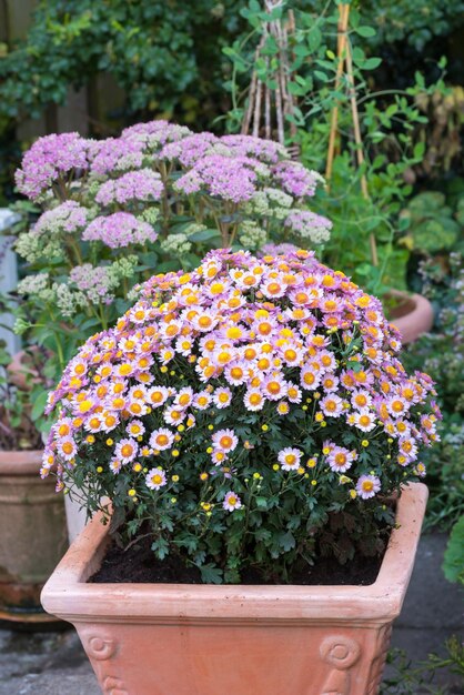 Fiori a margherita rosa che crescono in un giardino sul retro in estate piante fiorite perenni marguerite esposte in vasi fuori bush di bellissimi fiori bianchi che sbocciano e germogliano in un cortile