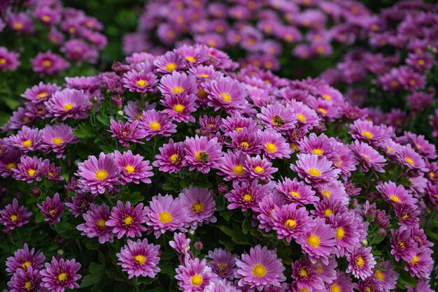 Premium Photo | Pink daisy flowers