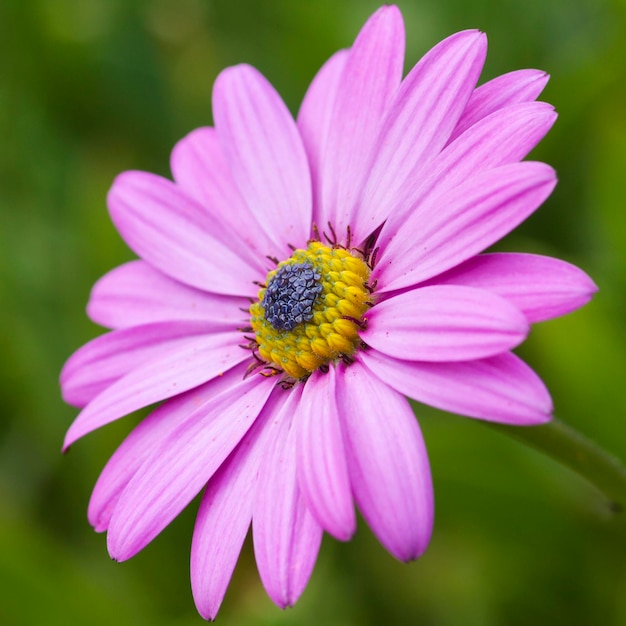 Pink daisy with a green background