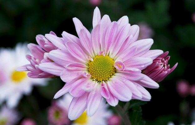 A pink daisy with a yellow center