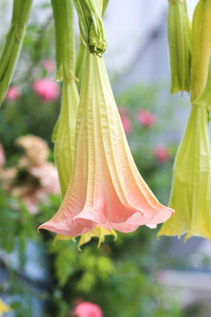 Pink datura stramonium