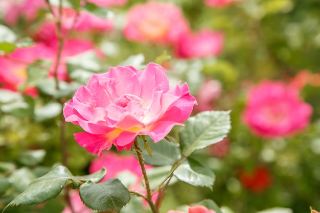 Pink delicate flowers closeup. 