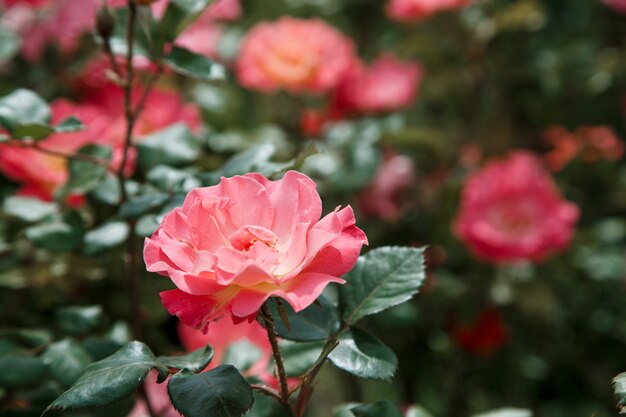 Pink delicate flowers closeup. 