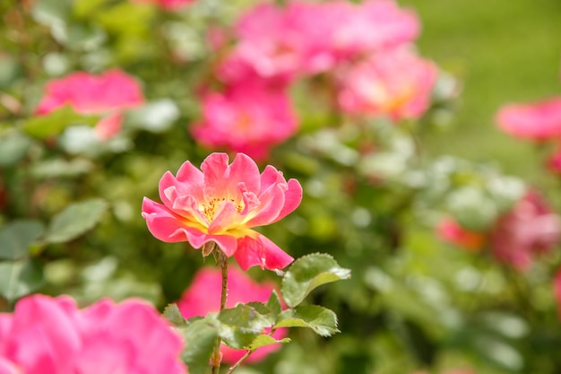 Pink delicate flowers closeup. 