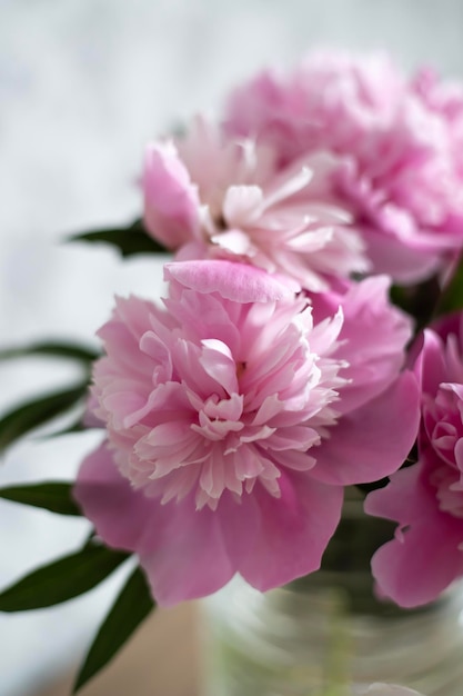 Pink delicate peony flowers on a light background