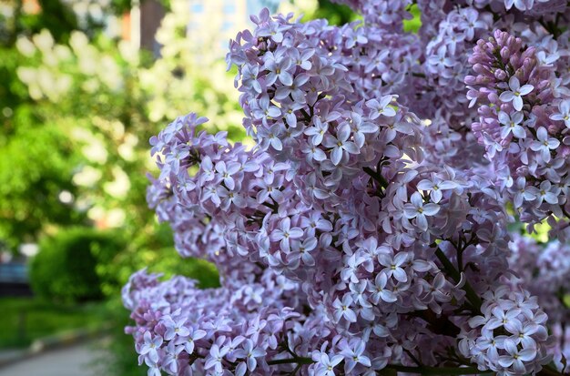 Foto infiorescenze rosa dense su uno sfondo verde sfocato purezza e freschezza primaverili