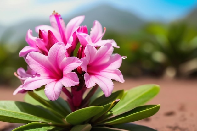 Photo pink desert rose or impala lily or mock azalea flower from tropical climate soft focu