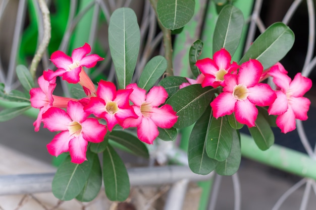 Pink Desert Rose of Impala Lily of Mock Azalea bloem uit tropisch klimaat